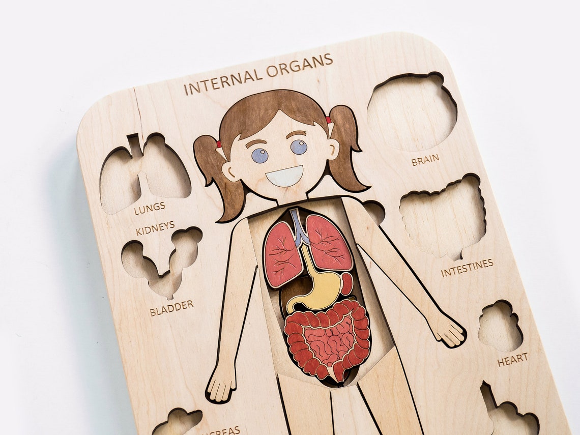 Human body Wooden Internal organs Montessori Anatomy game Etsy