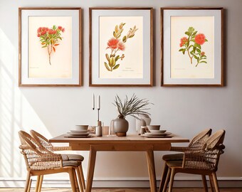 New Zealand Pohutukawa Flower Print Set: Vintage Coastal Art (Digital Download)