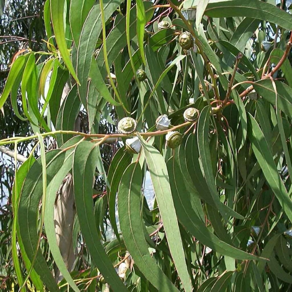 Organic Eucalyptus Leaf Etsy