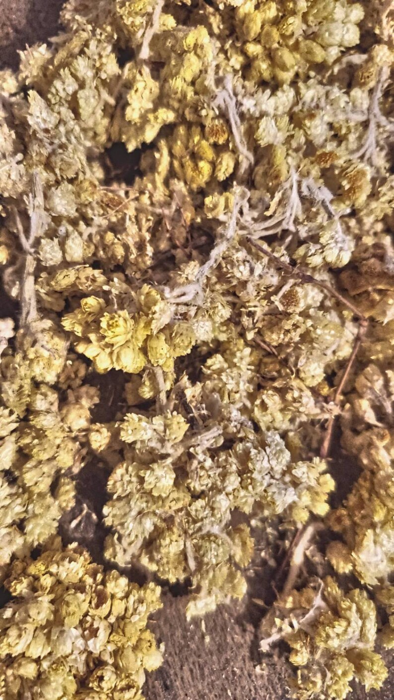 Medicinal Herbs Organic Life Everlasting Flower Etsy