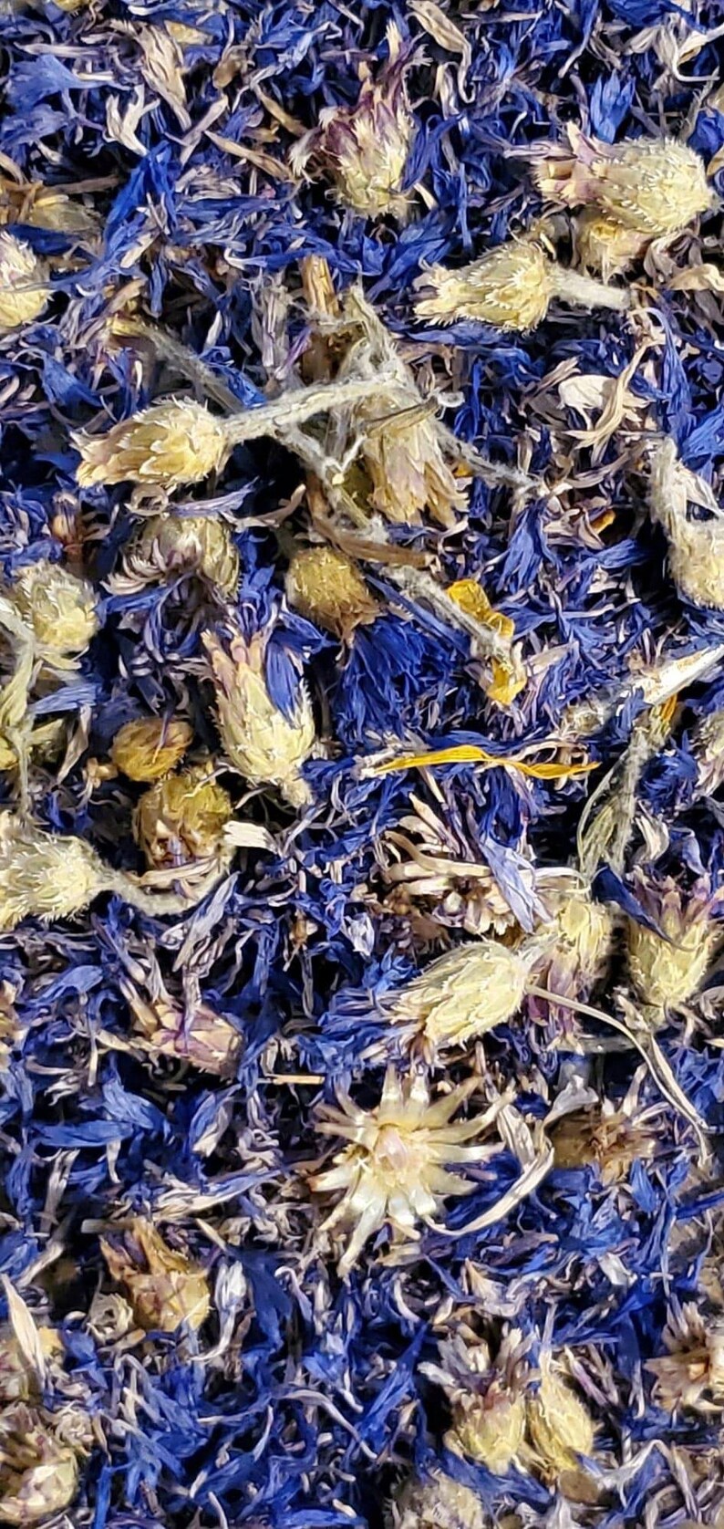 Dried Cornflower Etsy