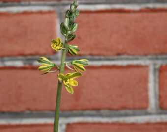 albuca concordia