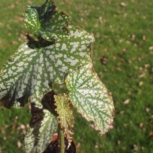 Begonia Sylvans Triumph afbeelding 2