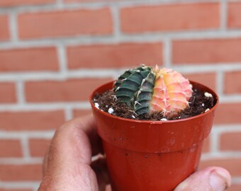 Gymnocalycium mihanovichii panaché