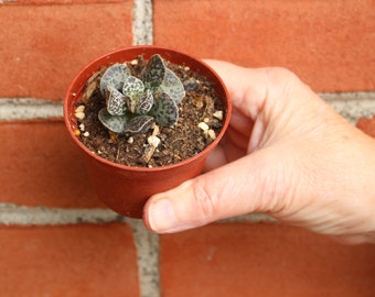 Adromischus byron makin