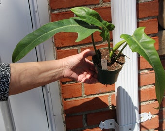 Philodendron Jerry Horne