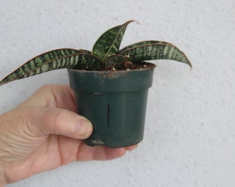 Sanseveria fischeri