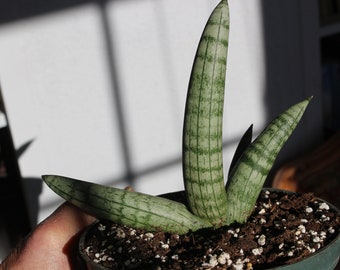 Sanseveria Boncel