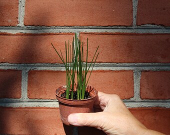 albuca namaquanum