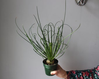 albuca spiralis