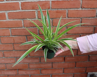 cultivar de chlorophytum