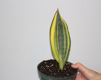 sanseveria masoniana