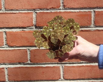 begonia little darlin