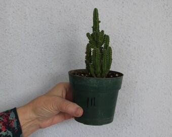 acanthocereus tetragonis   FAIRY CASTLE