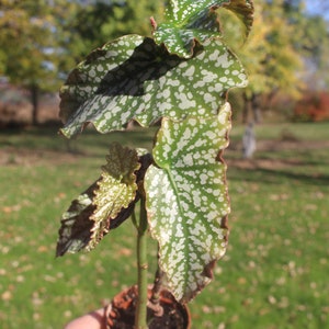 Begonia Sylvans Triumph afbeelding 1