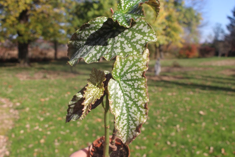 Begonia Sylvans Triumph afbeelding 1