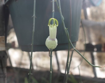 ceropegia ampliata