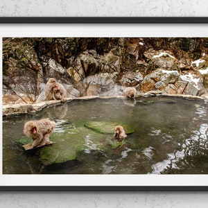 Japan Print, Macaque Monkeys Bathing in an Onsen, Nagano Japan