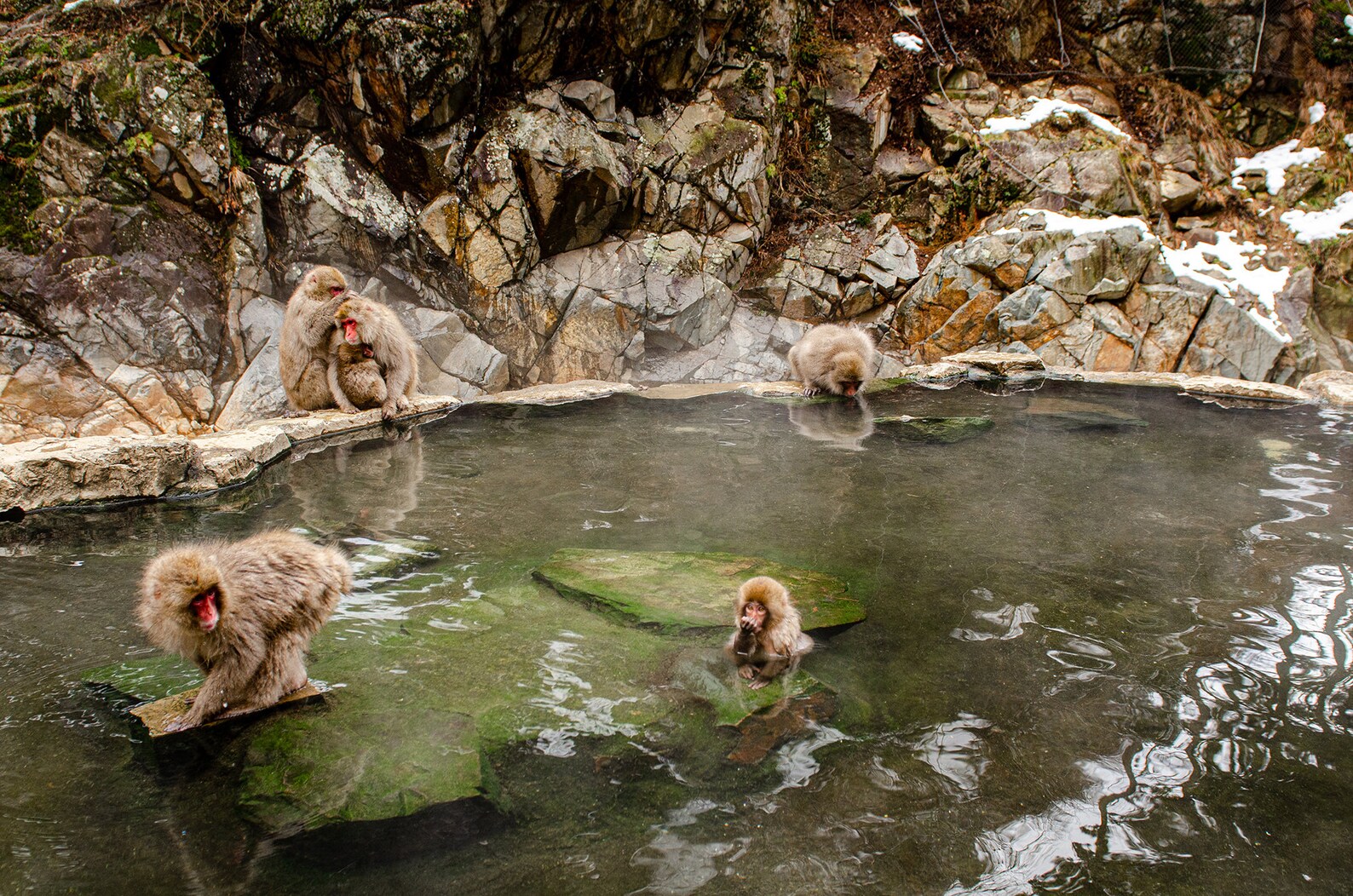 Japan Print Macaque Monkeys Bathing in an Onsen Nagano Japan Etsy