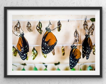 Impresión de Costa Rica, Mariposas Tarricina Longwing