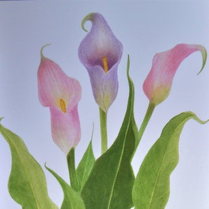 Greeting Card, Botanical, Calla Lily, Flower, Notecard, Gift Card image 3