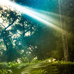 Sunlight through the Trees