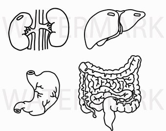 Human Organs Stomach Liver Kidneys Intestine - Hand Drawing JPG/PNG/SVG - Instant Download