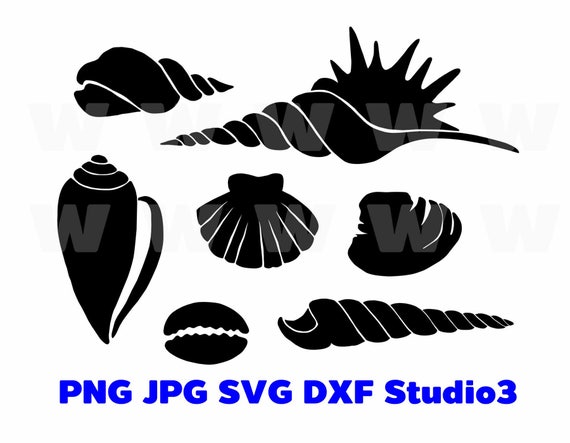 Sea Shell Png Jpg Svg Dxf Studio3 Image Vector And Cutting Etsy
