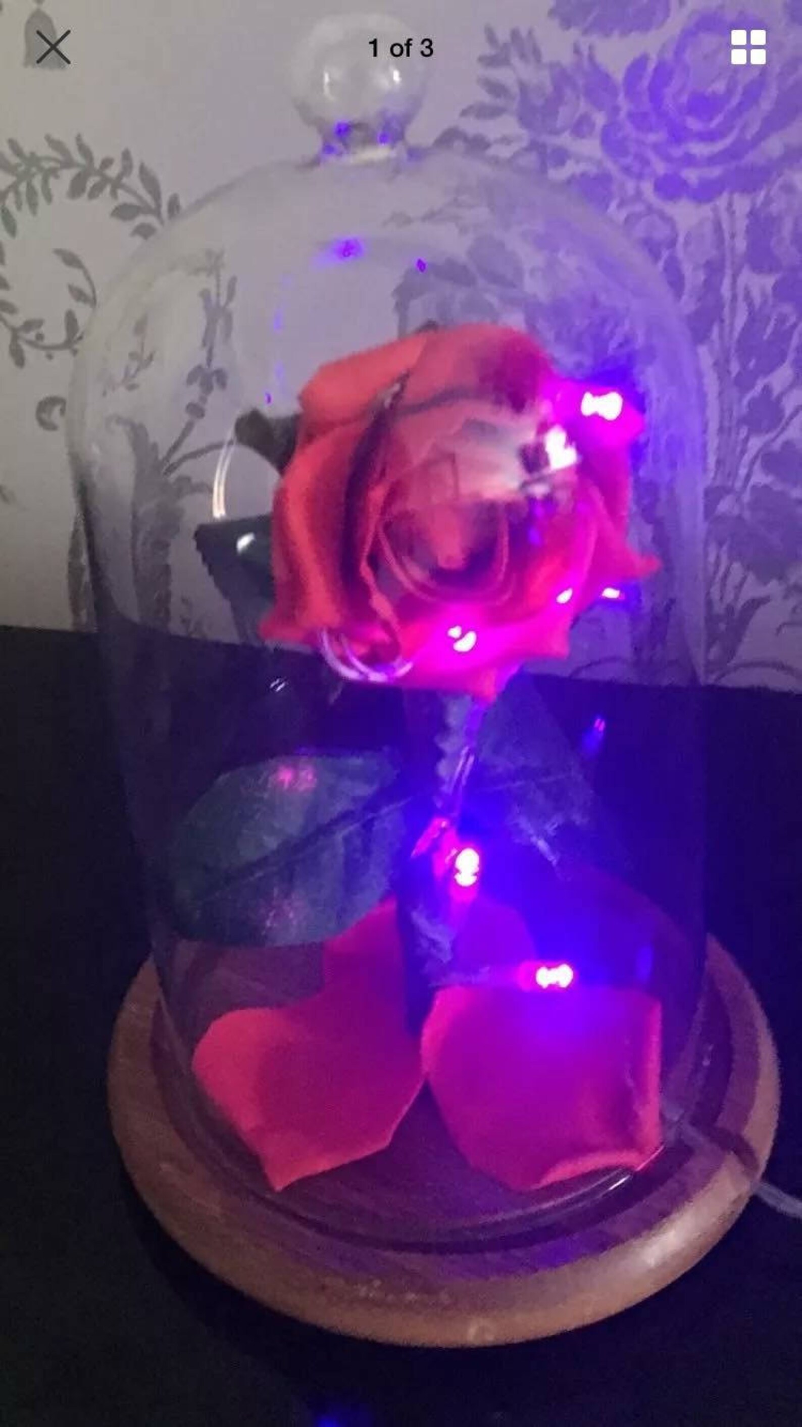 Beauty and the Beast Rose Dome Etsy