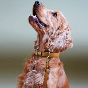 Puede incluir: Un perro marr&oacute;n y blanco con un collar de cuero marr&oacute;n con una placa de nombre dorada que dice "Daisy". El perro est&aacute; mirando hacia arriba y tiene la boca ligeramente abierta.