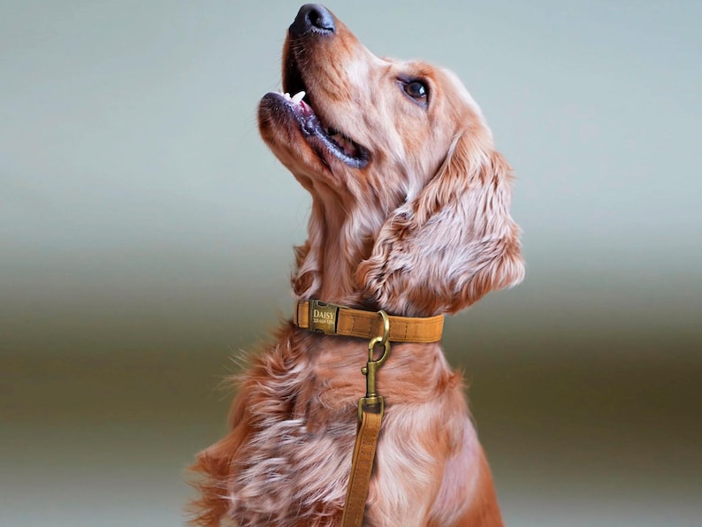 Puede incluir: Un perro marr&oacute;n y blanco con un collar de cuero marr&oacute;n con una placa de nombre dorada que dice "Daisy". El perro est&aacute; mirando hacia arriba y tiene la boca ligeramente abierta.