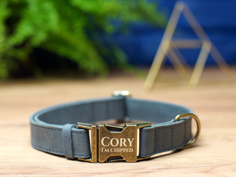May include: A gray leather dog collar with a brass buckle engraved with the name "Cory" and the text "I'm chipped".
