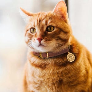 May include: A close-up of an orange tabby cat wearing a brown leather collar with a gold personalized tag that reads "Cory" and a phone number.
