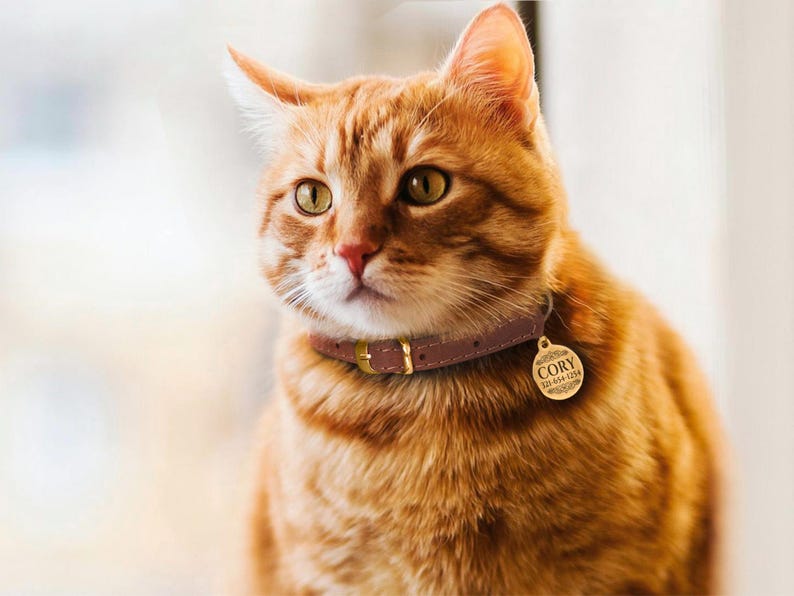 May include: A close-up of an orange tabby cat wearing a brown leather collar with a gold personalized tag that reads "Cory" and a phone number.