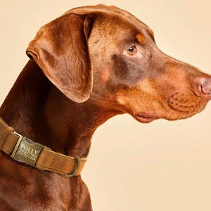 Graverade läderhalsband för hundar med namn, läderhalsband för husdjur med spänne, personligt hundhalsband, specialdesignat hundhalsband, present till husdjursägare bild 3