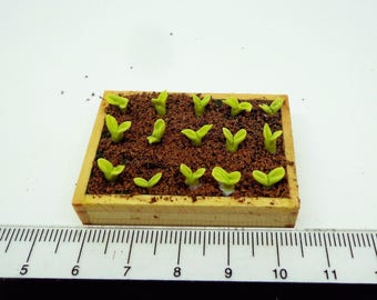 Può includere: Un vaso da fiori in legno in miniatura riempito con terra marrone e piantine verdi. Il vaso è lungo circa 15 cm e largo 10 cm.