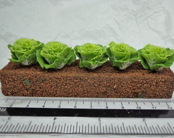 1:12th Scale Growing Lettuce Dolls House Miniature Garden
