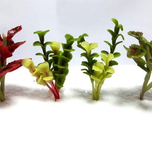 1;12 Scale Miniatures Plant Dolls House Miniature Garden