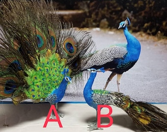 Miniature Peacock, Bird