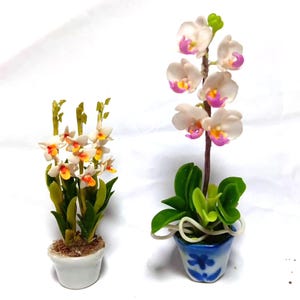 May include: Two miniature orchid plants in ceramic pots. One has white and yellow flowers, the other has white, pink, and yellow flowers. The plants have green leaves and are set against a white background.