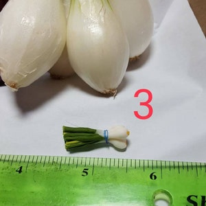 Onion Ruler 1;12 Scale Spring Onion Dolls House Miniature Vegetable, Garden - Etsy
