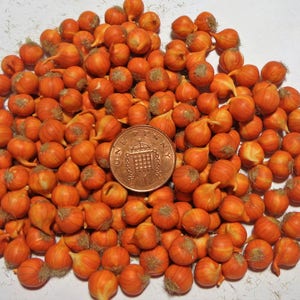6 x Brown Onions Dolls House Miniature Vegetable