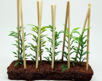 Può includere: Una scena da giardino in miniatura con cinque piccole piante verdi che crescono su paletti di legno marrone. Le piante crescono in una base di terra marrone con un righello in primo piano.