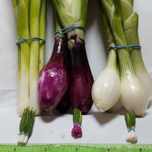 1;12 Scale Spring Onion Dolls House Miniature Vegetable, Garden