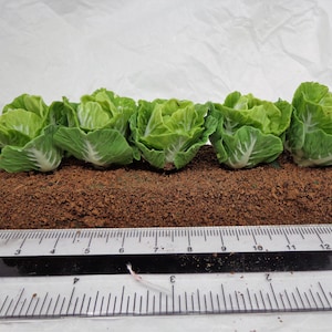 1:12th Scale Growing Cabbages Dolls House Miniature Garden