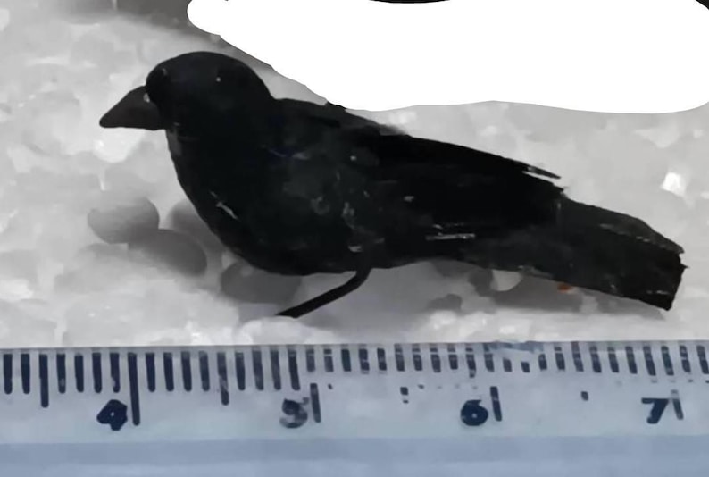 Handmade Miniature Raven Bird, 1:12 Scale - Etsy