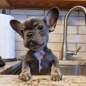 Digital Cartoon Dog Photo!
