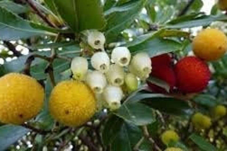 Arbutus Honey, 970g 33.45oz Raw Greek Honey, Pure Natural Unprocessed