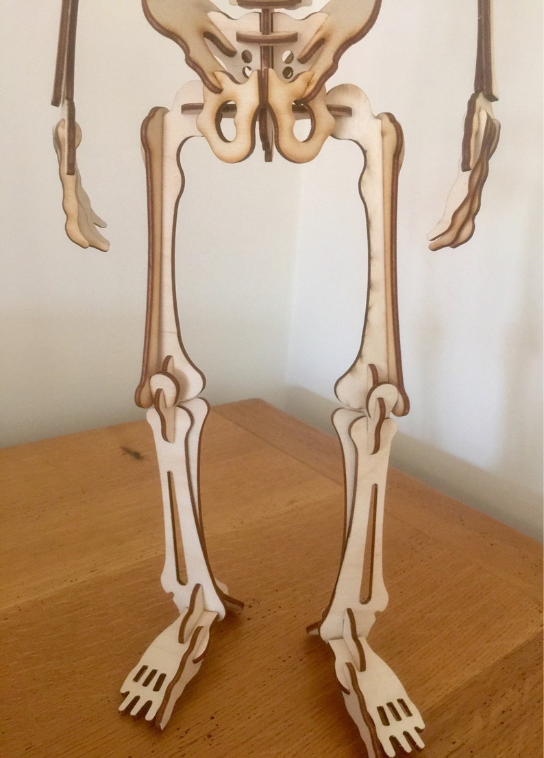 Detailed Human Skeleton 3D Puzzle Birch Wood Over 100 Pieces Etsy