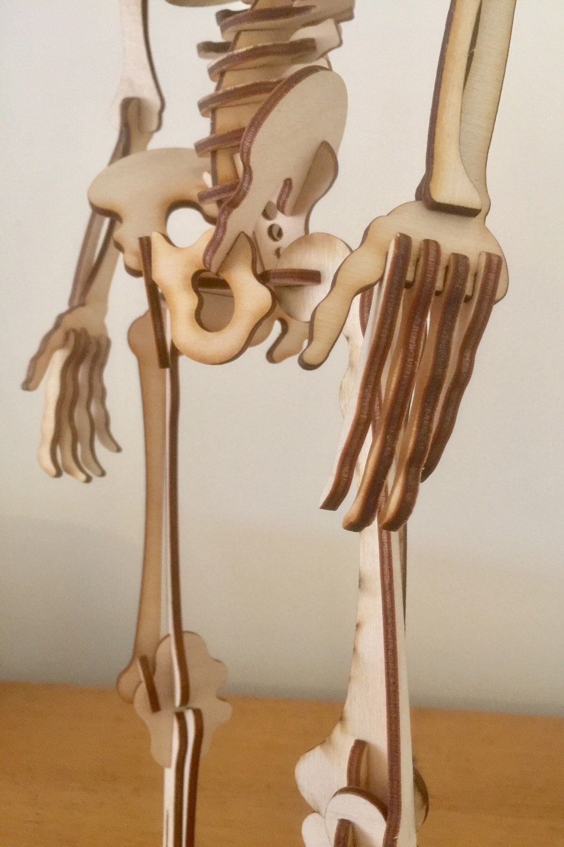 Detailed Human Skeleton 3d Puzzle Birch Wood Over 100 Pieces Etsy